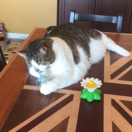 Juguete interactivo con pajaro para gatos