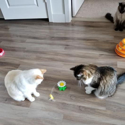 Juguete interactivo con pajaro para gatos